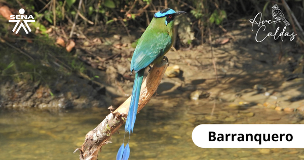 Barranquero Manizales Caldas