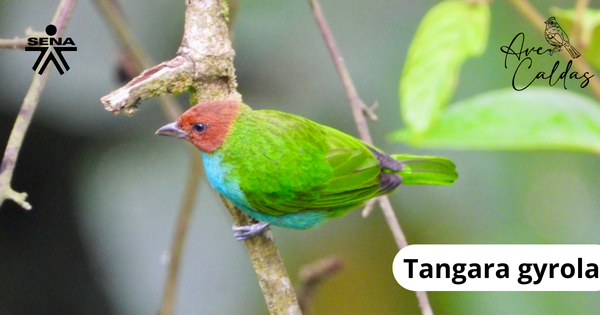 Tangara Manizales Caldas 