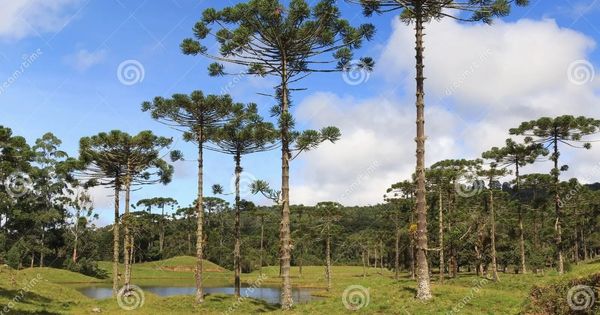 araucaria4