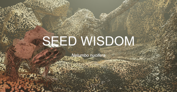 Nelumbo_Nucifera-Lotus