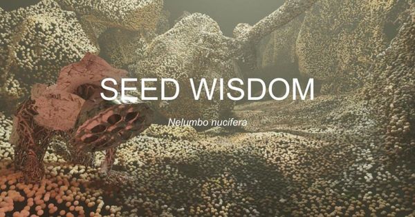 Seed Wisdom Nelumbo nucifera