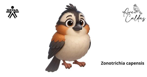 Filtro_Zonotricha 