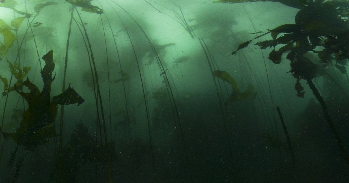 Kelp Forest Biome Andrew Thomason 8th Wall