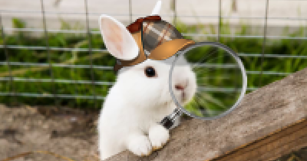 Bun Bun Detective Agency