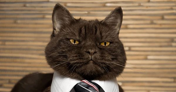 boss cat