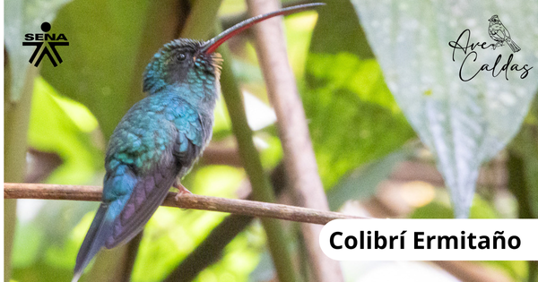 Colibri Manizales Caldas 