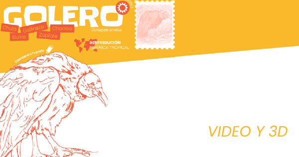 Golero - Coragyps atratus