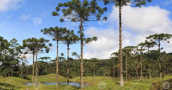 araucaria3