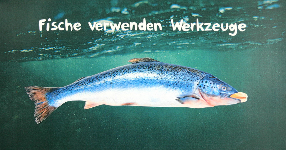 Oh my fish infotafel 3 hs hannover 8th wall